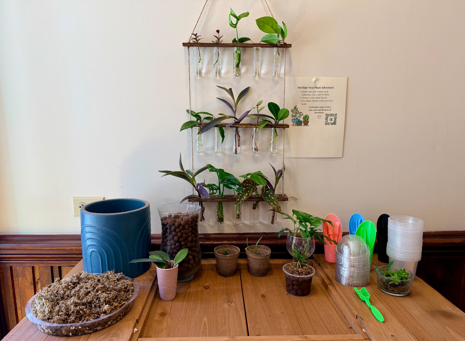 Cuttings rooting in glass tubes hung on the wall above a wooden table of seedlings in cups and a bowl of moss